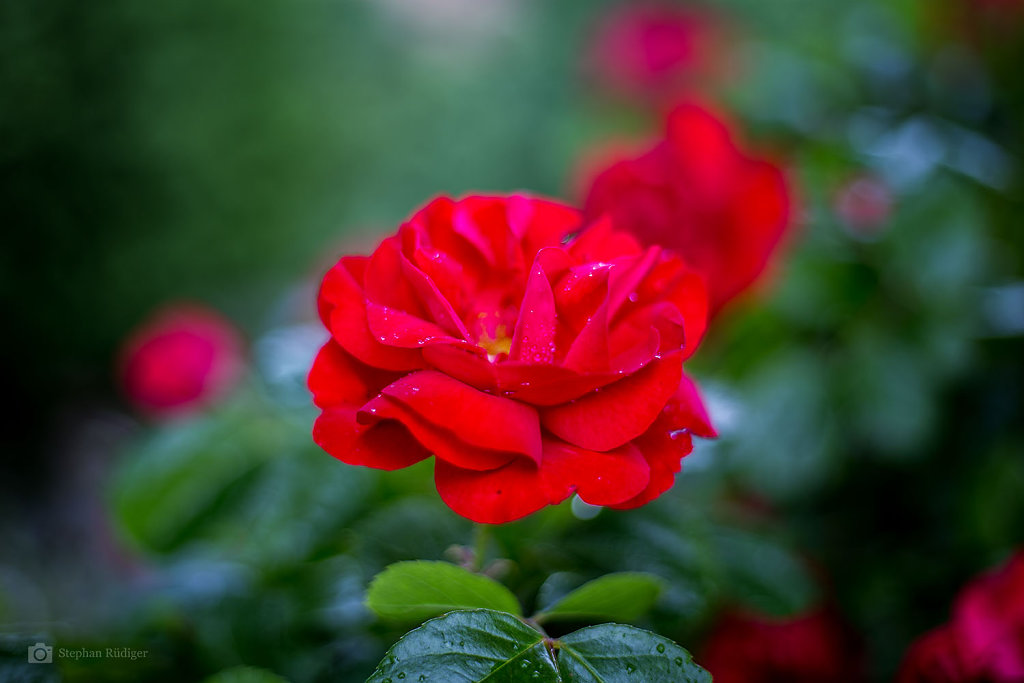 IMG-7449-1500-web.jpg